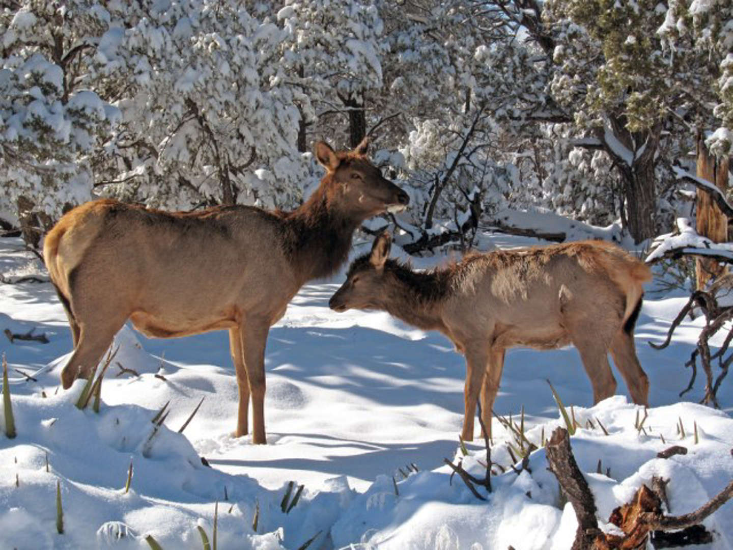 It’s Elk Calving Season—A Thrilling Time When Female Elk Give Birth To Their Adorable Calves In Spring. From May To Early July In North America, These Majestic Creatures Find Secluded Spots In Forests Or Grasslands To Deliver Their Young. The Newborn Calves Sport Spotted Coats And Quickly Learn To Stand And Walk Within Hours. During This Season, Elk Mothers Are Fiercely Protective, Defending Their Vulnerable Offspring From Predators Like Wolves, Bears, Mountain Lions, And Dumb Tourists.it’s To The Last Of These Predatory Threats That Prompted Yellowstone National Park To Issue A Dire Warning To All That Will Visit The Park This Season.