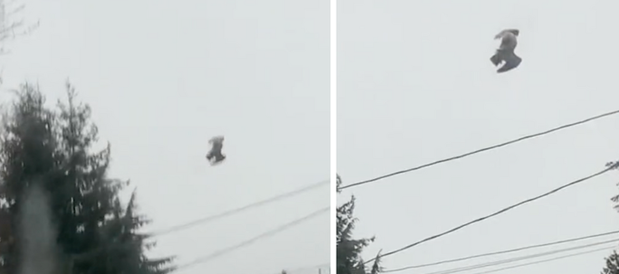 Footage Of Bird Not Moving In The Sky Called A 'Glitch In Matrix'
