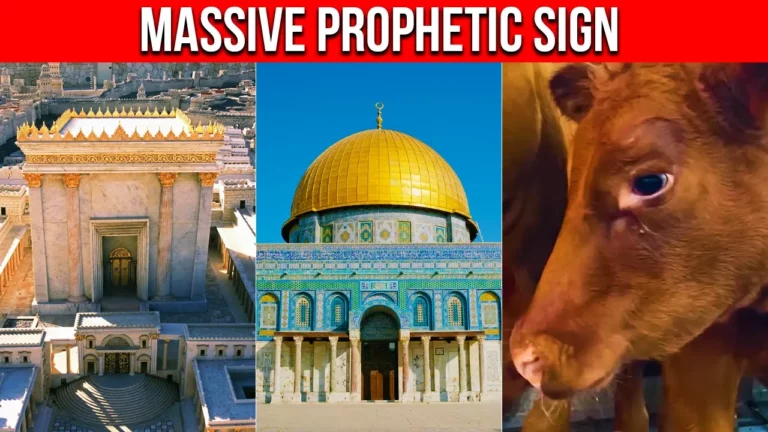 Everything Is In Place Theyre Ready Third Temple Update 2023 The Red Heifers Are Months Away -