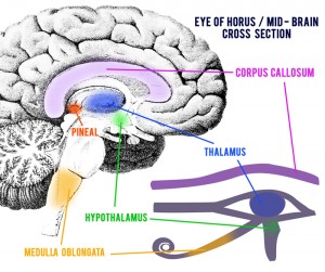 Eye Of Horus Mid Brain Cross Section2 300X251 1 -