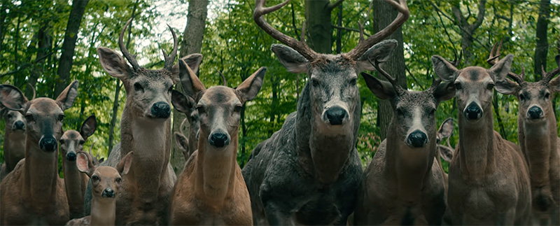 In The Movie, Deer Are Shown Staring At People In A Creepy Manner. These Typically Gentle Animals Have Become Hostile Towards Humans. The Film Suggests That Nature Is Retaliating Against A Society That Has Been Harming It.