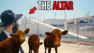 The Red Heifers Are About To Be Sacrificed Red Heifer Prophecy 2024 -