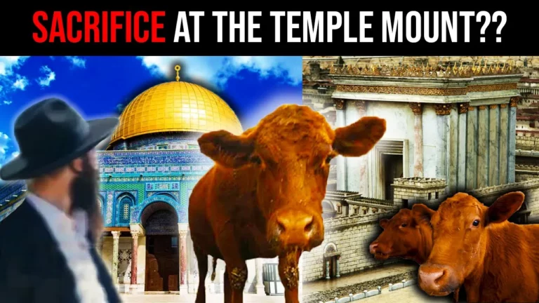 Jews Prepare Red Heifer Sacrifice At Al Aqsa Mosque Red Heifer Update -