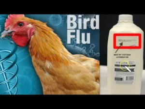 Here We Go First Ever Confirmed Case Of H5N1 Bird Flu In California Virus Detected In Raw Milk -