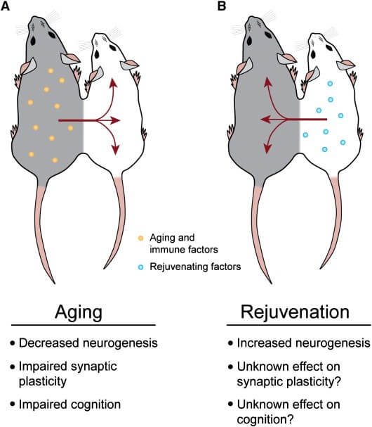  Claimed Antiaging Benefits Of Blood Transfusion From Teenagers To Those Over 35