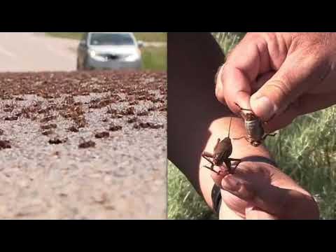 Chaos As Biblical Plague Of Cannibal Crickets Invades Us States Creating Death Trap Conditions -