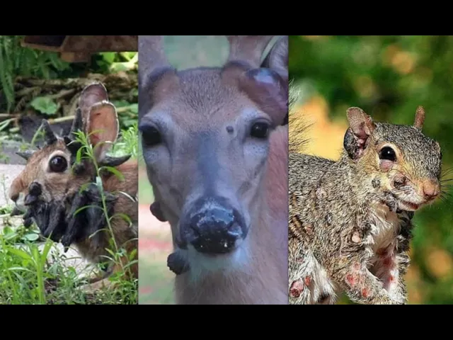 Mutant Animals With Horrifying Growths Have Been Spotted In Multiple Us States Have You Seen Any -