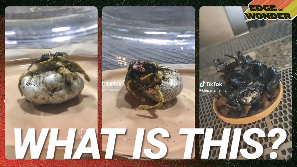 Alien Creature With Tentacles Growing On Meteorite Claims Panama Man -