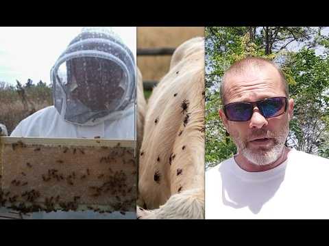 Engineered Famine Bee Colony Collapse Threatens U S Food Supply Boxes Of Ticks On Farms Drought -