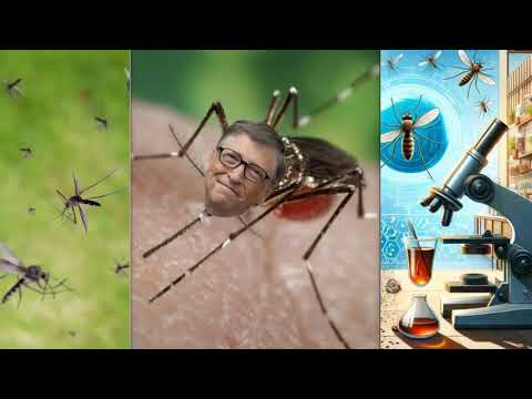 It Must Be Stopped Risky Plan To Release 32 Million Mosquitoes Into California And Florida -